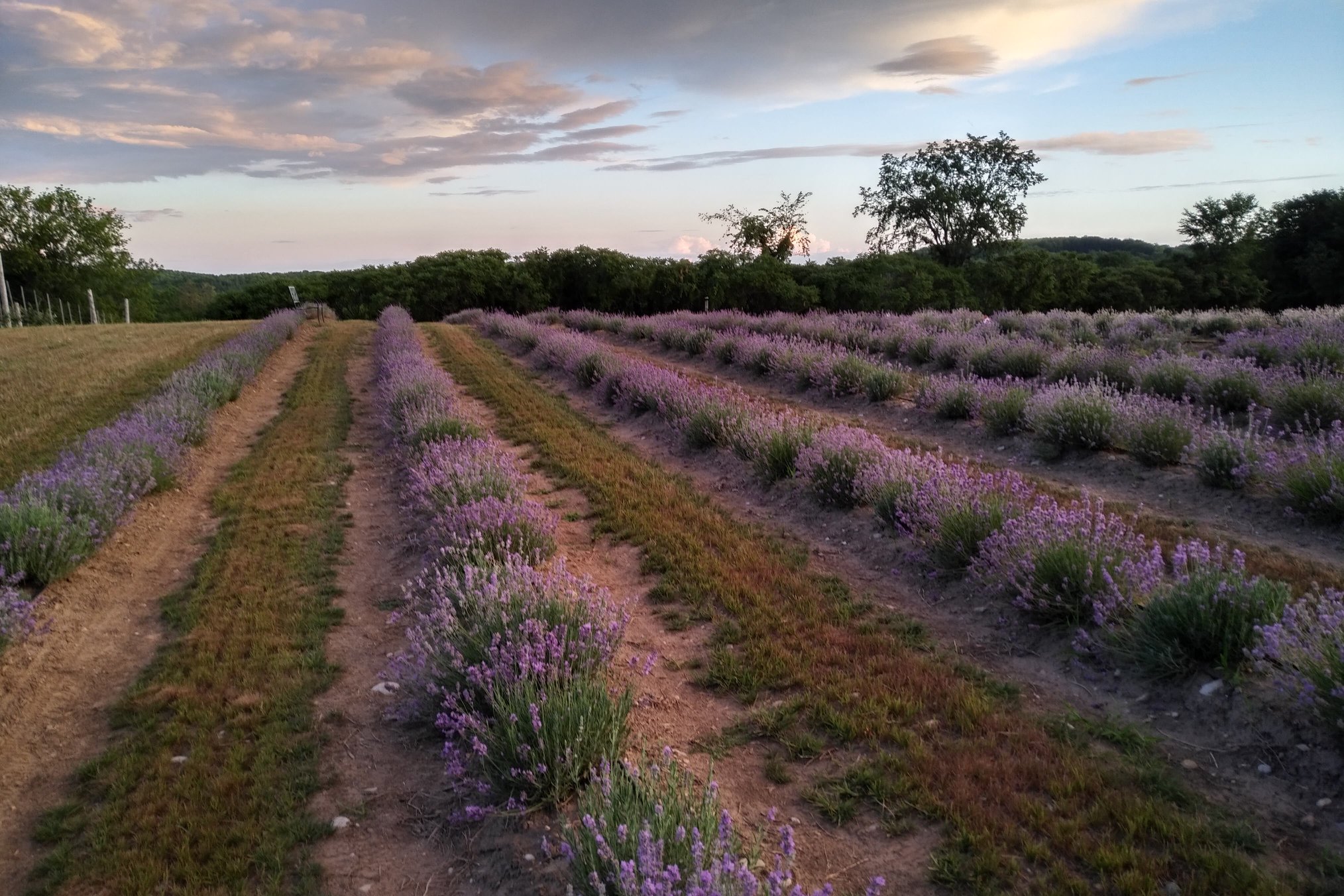 lavender field